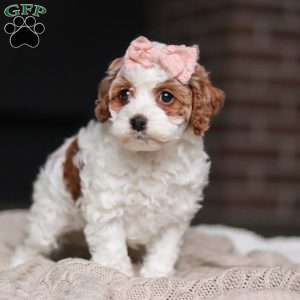 Daisy/Cockapoo									Puppy/Female	/7 Weeks,Meet the most darling F1B Cockapoo named Daisy! This girl is the definition of sweet and lovable—always ready to greet people with tail wags and snuggles. She has a playful side too, especially when there’s a toy involved or a new spot to explore. With her soft, wavy coat and warm eyes, she knows exactly how to melt hearts. Whether it’s joining in on adventures or curling up for a cozy nap, this little one may just be the perfect little sidekick for your family!